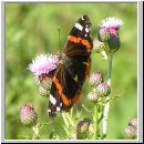 Vanessa atalanta - Admiral 02.jpg